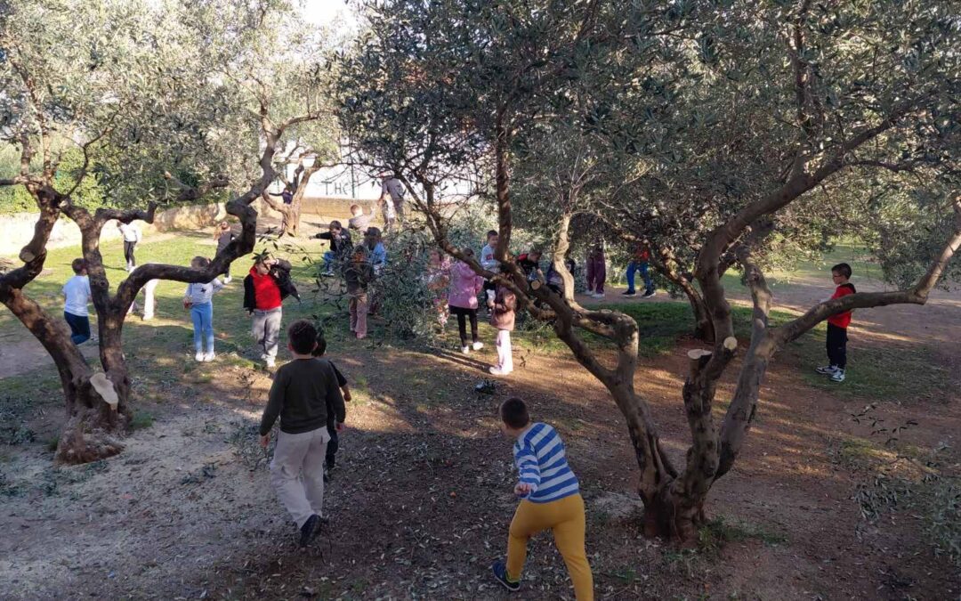 Čišćenje školskog maslinika