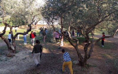 Čišćenje školskog maslinika